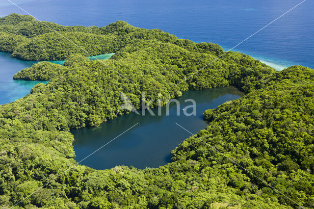 Jellyfish Lake