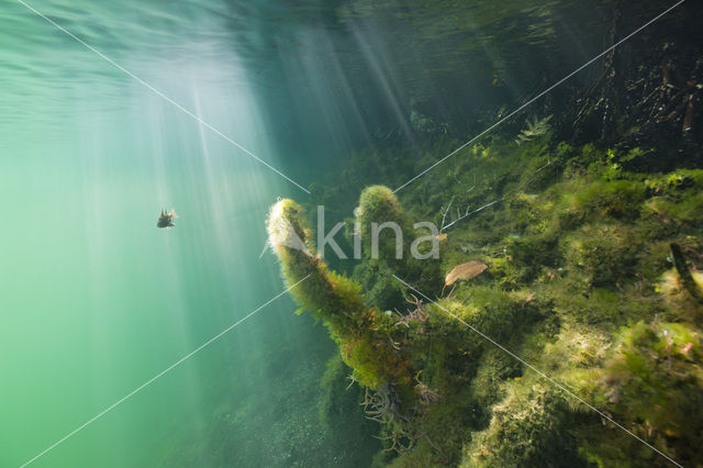 Jellyfish Lake