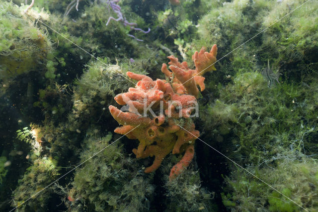 Jellyfish Lake