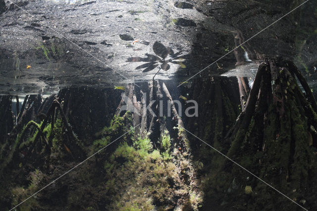 Jellyfish Lake