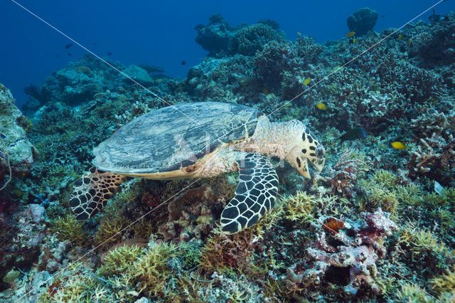 Karetschildpad (Eretmochelys imbricata)