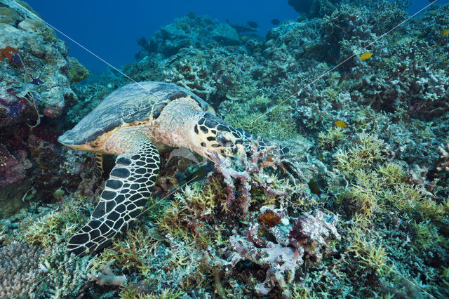 Karetschildpad (Eretmochelys imbricata)