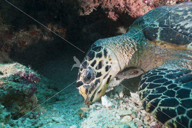 Karetschildpad (Eretmochelys imbricata)