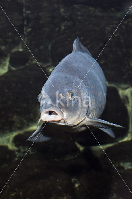 Common Carp (Cyprinus carpio)