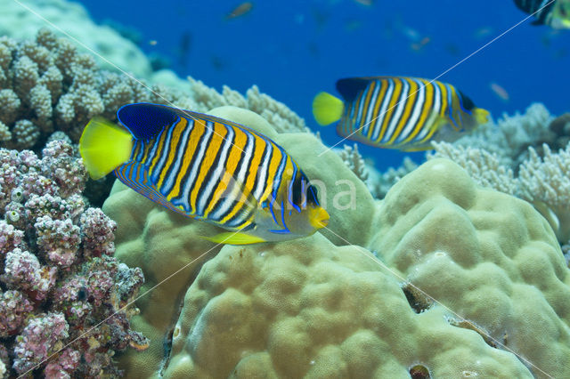 Royal angelfish (Pygoplites diacanthus)