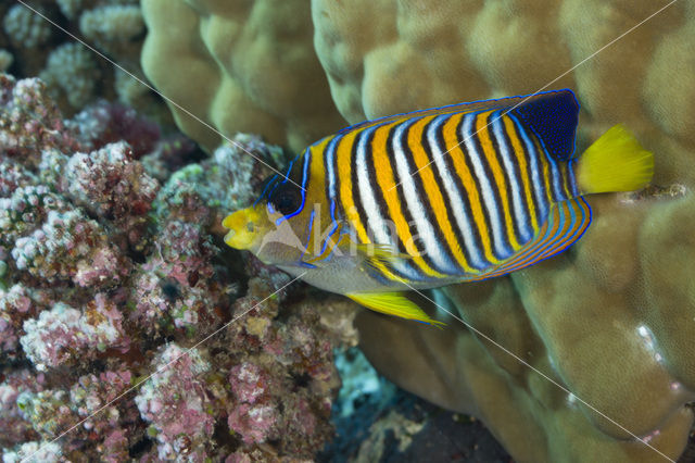 Royal angelfish (Pygoplites diacanthus)