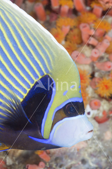 Emperor Angelfish (Pomacanthus imperator)