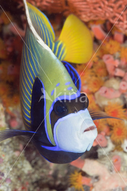 Emperor Angelfish (Pomacanthus imperator)