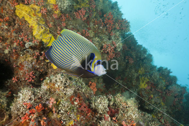 Emperor Angelfish (Pomacanthus imperator)