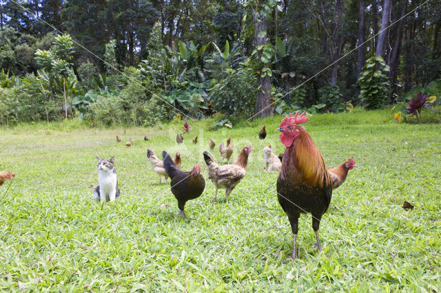 chicken (Gallus spec.)