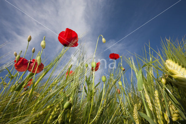 Klaproos (Papaver spec.)