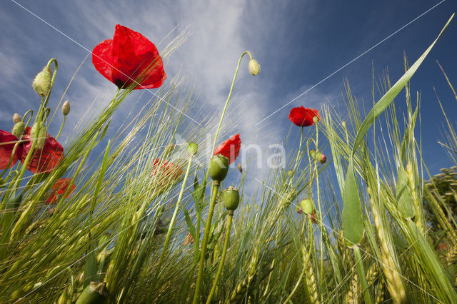 Poppy (Papaver spec.)