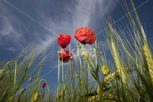 Klaproos (Papaver spec.)