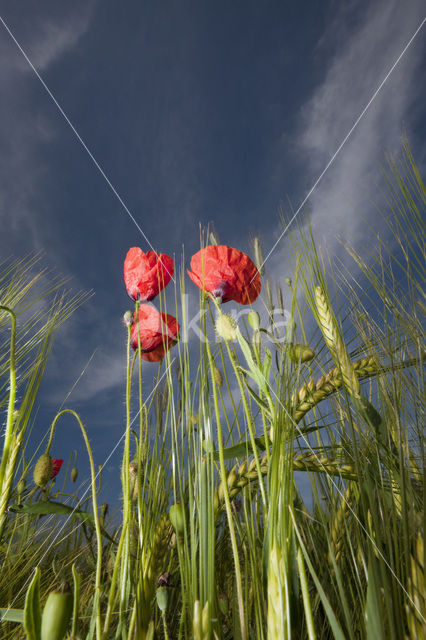 Klaproos (Papaver spec.)