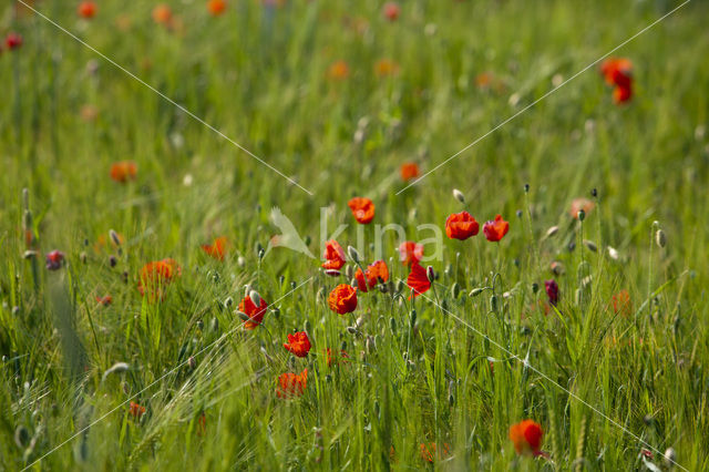 Klaproos (Papaver spec.)