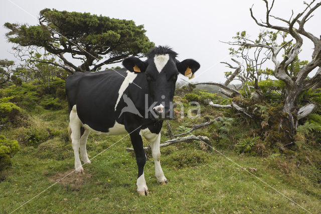 Cow (Bos domesticus)