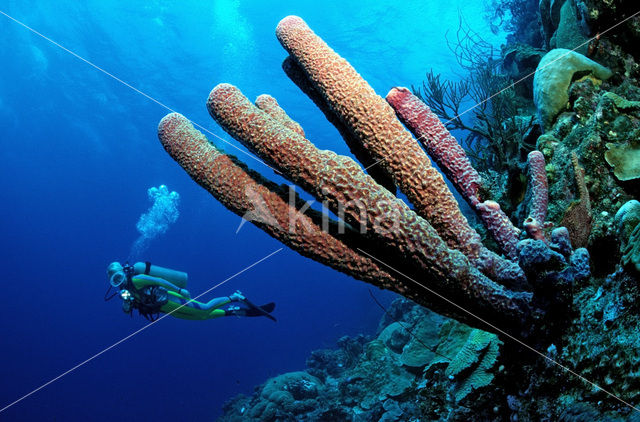 Lavender Stovepipe sponge (Aplysina archeri)