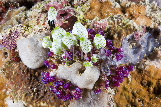 Colonial Ascidian (Didemnum molle)