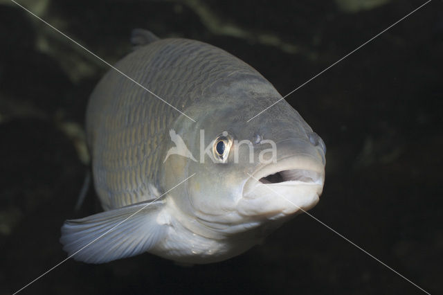 European Chub (Squalius cephalus)