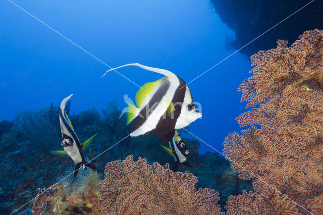 Pennant coralfish