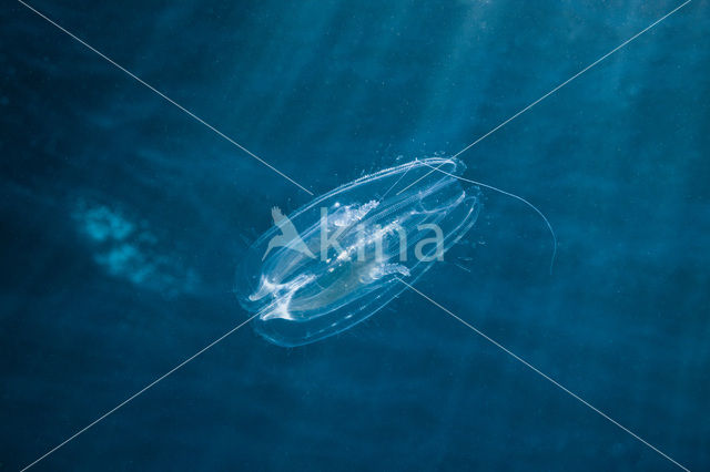 Comb jelly