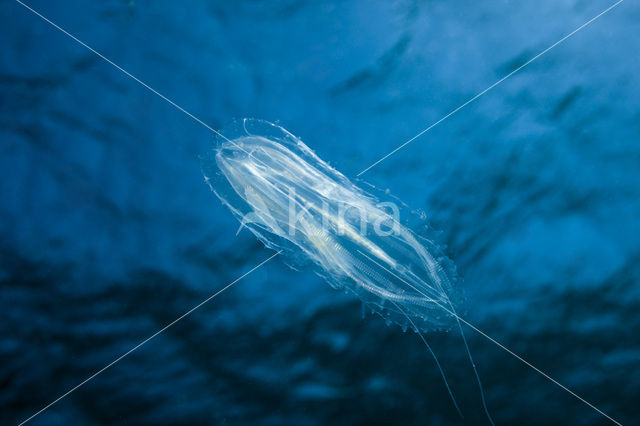 Comb jelly