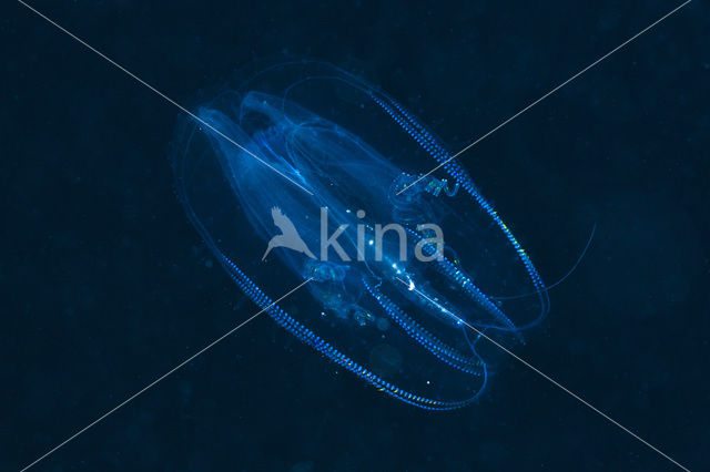 Comb jelly