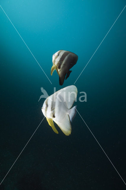 Longfin batfish (Platax teira)