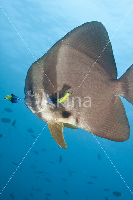 Longfin batfish (Platax teira)