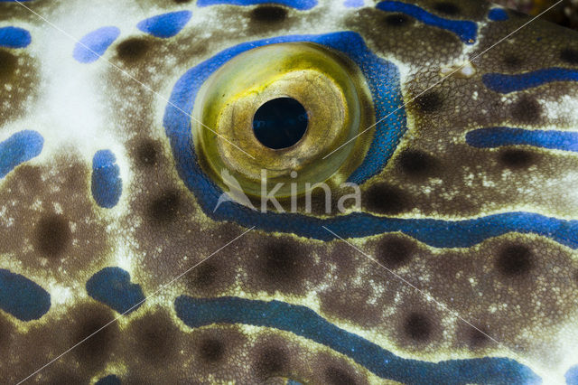 Scrawled Filefish (Aluterus scriptus)