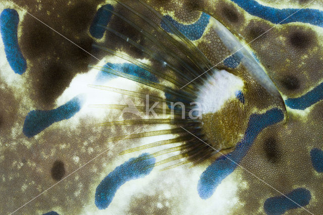 Scrawled Filefish (Aluterus scriptus)