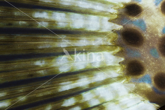 Scrawled Filefish (Aluterus scriptus)