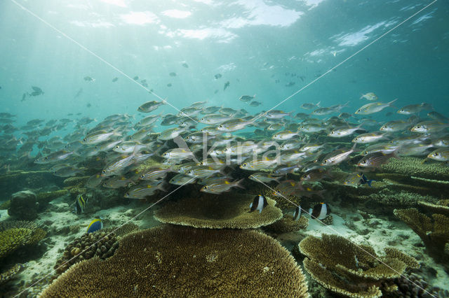 Lichtvlek straatveger (Gnathodentex aurolineatus)