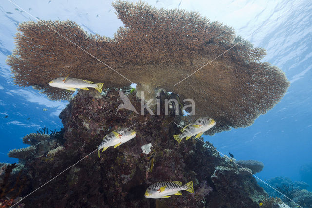 Diagonal-banded sweetlips (Plectorhinchus lineatus)