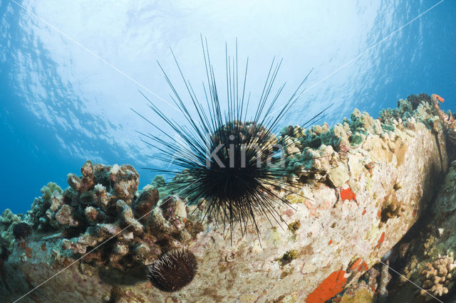 Long-spined sea urchin (Diadema paucispinum)