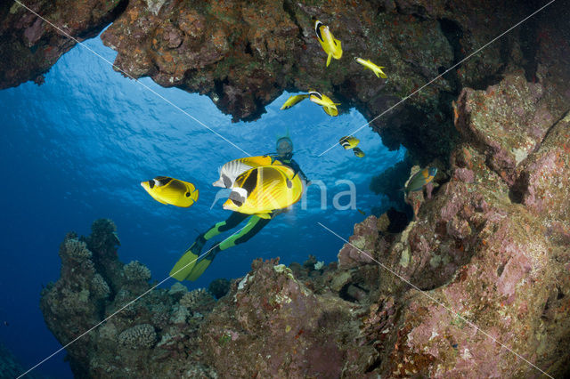 Raccoon butterflyfish (Chaetodon lunula)