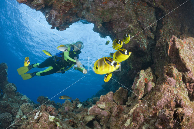 Raccoon butterflyfish (Chaetodon lunula)