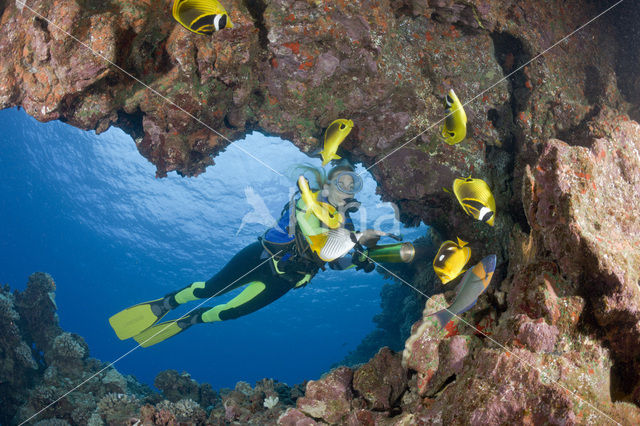 Raccoon butterflyfish (Chaetodon lunula)