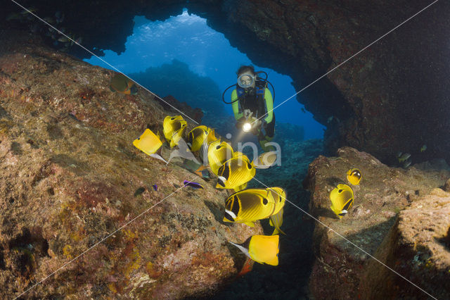 Raccoon butterflyfish (Chaetodon lunula)