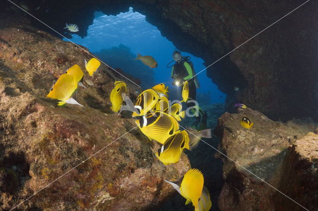 Raccoon butterflyfish (Chaetodon lunula)