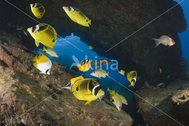 Raccoon butterflyfish (Chaetodon lunula)