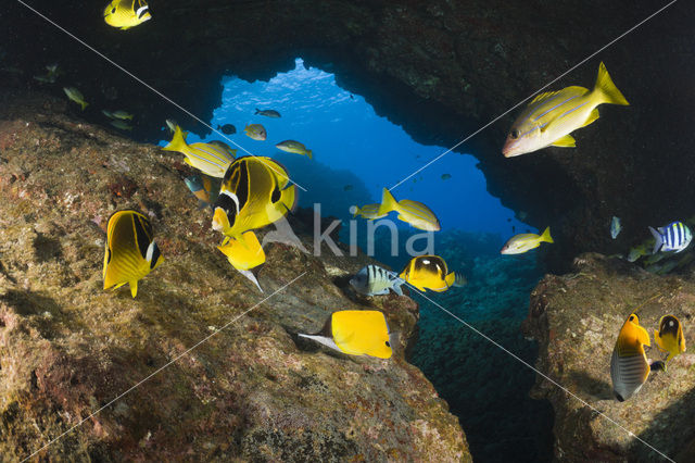 Raccoon butterflyfish (Chaetodon lunula)