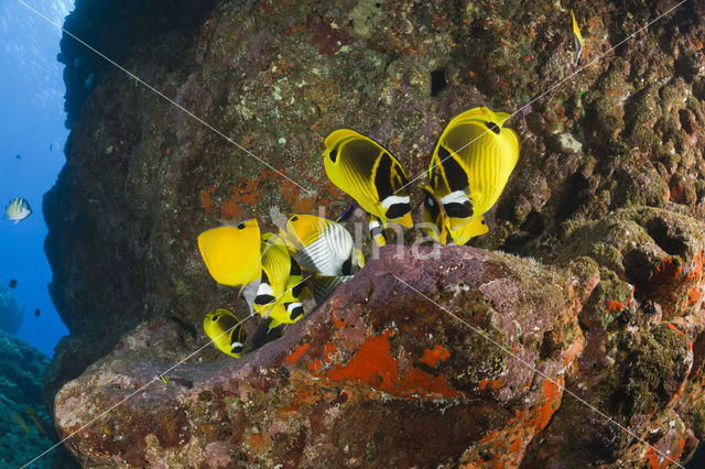 Raccoon butterflyfish (Chaetodon lunula)