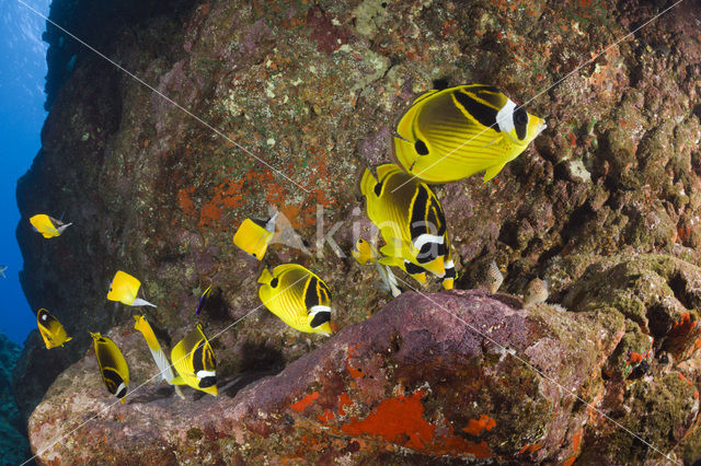 Raccoon butterflyfish (Chaetodon lunula)