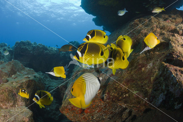 Raccoon butterflyfish (Chaetodon lunula)