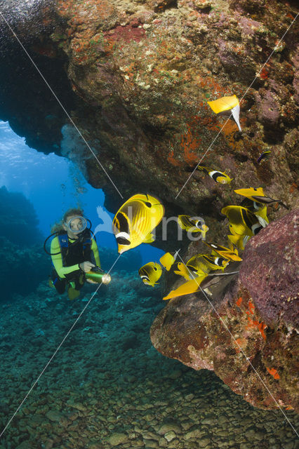 Raccoon butterflyfish (Chaetodon lunula)