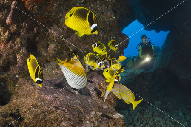 Raccoon butterflyfish (Chaetodon lunula)