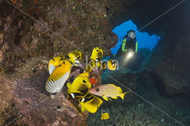 Raccoon butterflyfish (Chaetodon lunula)