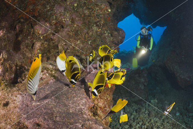 Raccoon butterflyfish (Chaetodon lunula)