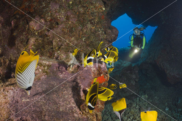 Raccoon butterflyfish (Chaetodon lunula)